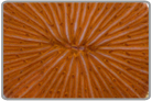 Bright Orange Plate Coral